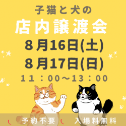子猫と犬の店内譲渡会