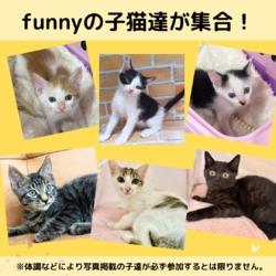 子猫と犬の店内譲渡会 サムネイル2
