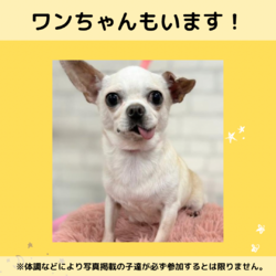 子猫と犬の店内譲渡会 サムネイル3