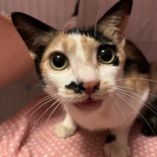 美人な三毛♪ベラちゃん