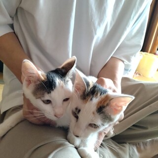 白三毛姉妹、こつぶちゃん♪ 向かって右側