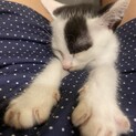 可愛いい仔猫の里親募集中！
