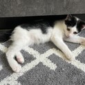 小さなダンディーボーイ⭐︎
