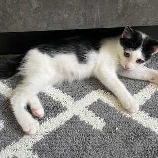 小さなダンディーボーイ⭐︎