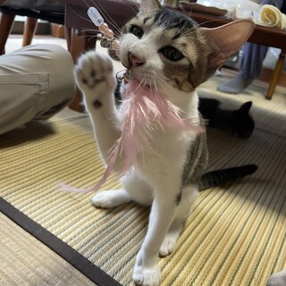 優しい男の子　ポエルくん