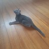 ロシアンブルーMIX 穏やかな子猫 サムネイル6