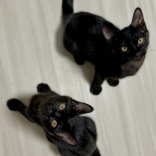 黒豹みたいな黒猫 黒豹スタイル。#黒猫つくねちゃん #Tsukune_chan #猫 #黒猫