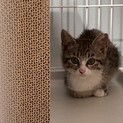 生後約3ヶ月の白い靴下ちゃん