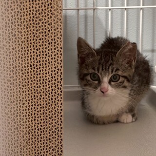 生後約3ヶ月の白い靴下ちゃん