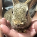 ロップイヤーとネザーのミックス