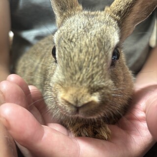 ロップイヤーとネザーのミックス
