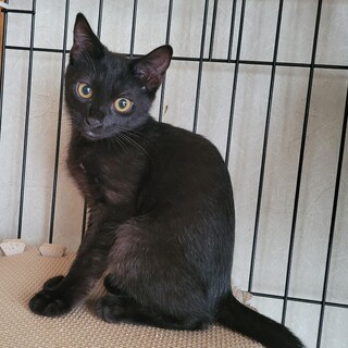 可愛い黒猫☆チョコちゃん