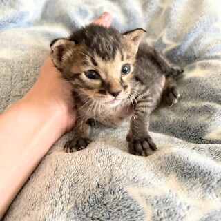 キジ【マーチ】のトライアルOK！（予約中）