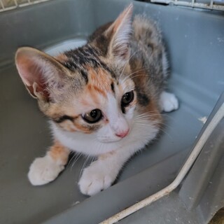 三毛【チーズ】のトライアルOK！（予約中）