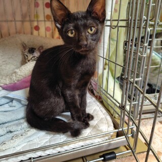 クロ【セロリ】のトライアルOK！