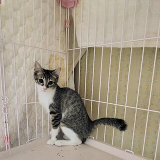 白キジ【ピューレ】のトライアルOK！（里親様決定）