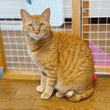少しずつ距離を縮める、心優しき茶トラくん☆