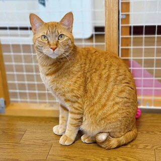 少しずつ距離を縮める、心優しき茶トラくん☆