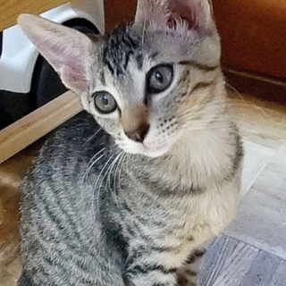 美人キジトラ女子 オリーブちゃん