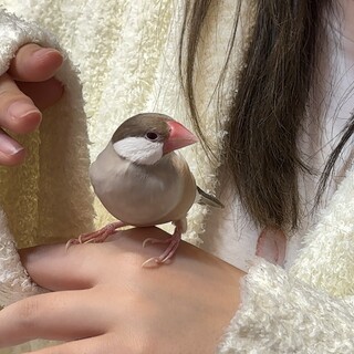 シナモン文鳥 男の子の里親様を探しております
