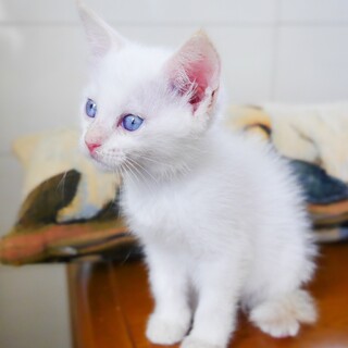  シャムミックスの可愛い姉妹①サナちゃん