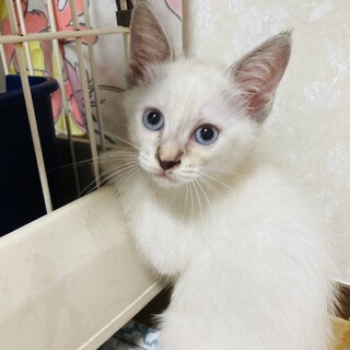 シャムミックスの可愛い姉妹②ノンちゃん