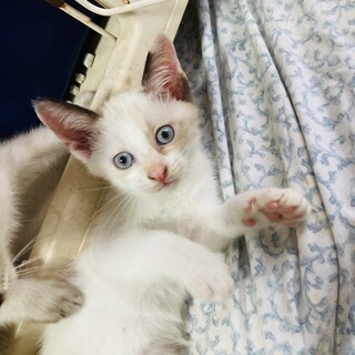 シャムミックスの可愛い姉妹③ムーンちゃん