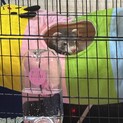 元気で活発なマーシャルフェレットの男の子です‼️