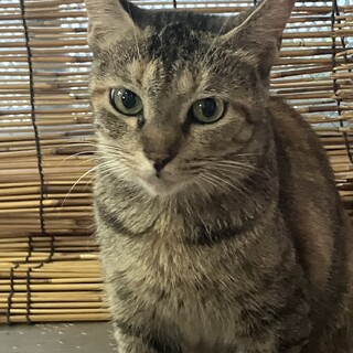 麦わら ヤンママ ネコ　1歳