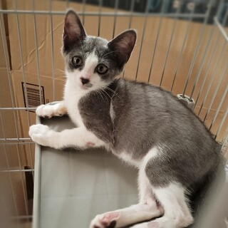 お話中　グレーハチワレ♂