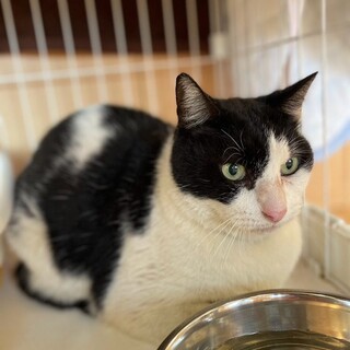 大人しくシャイで繊細白黒猫ちゃんベン蔵くん