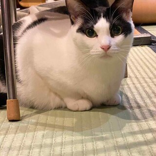 まだ怖がりだけどちゅーるは指から食べれるさきちゃん