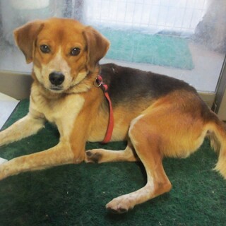 いつもニコニコごきげんさん。穏やか性格のトノマル君