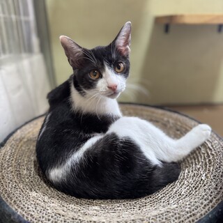 白黒ハチワレ　推定5か月　女の子　ベルメール