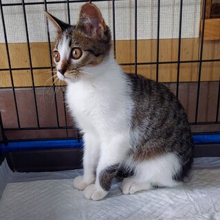 山の中に遺棄された仔猫の家族になって下さい