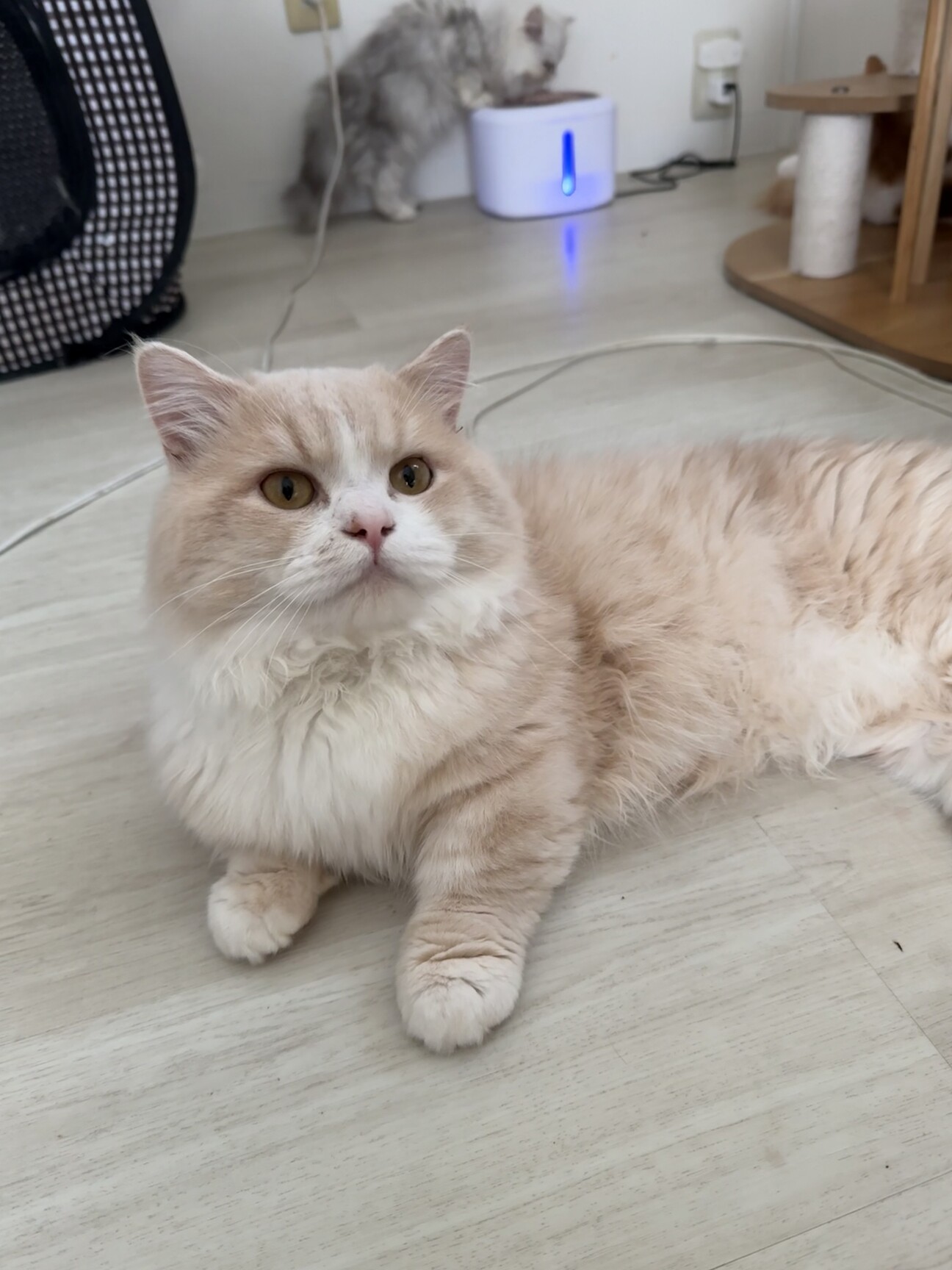 2歳短足マンチカン」広島県 - 猫の里親募集(523086) :: ペットのおうち