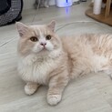 2歳短足マンチカン