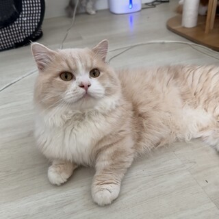 2歳短足マンチカン