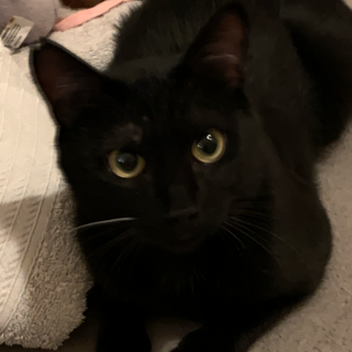 8/31譲渡会メロメロ甘えん坊の黒猫１歳のくろみつ