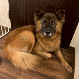 もふもふ可愛い男の子(熊五郎くん)