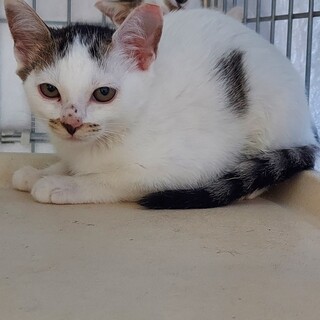 山の中に遺棄された仔猫の家族になってください。