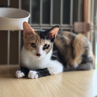 黒が決め手の三毛猫★ローちゃん★