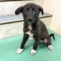 「生後2ヶ月メス」靴下を履いた黒い子犬！