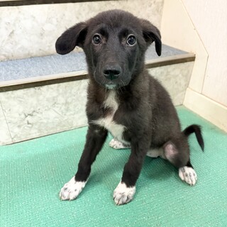 「生後2ヶ月メス」靴下を履いた黒い子犬！