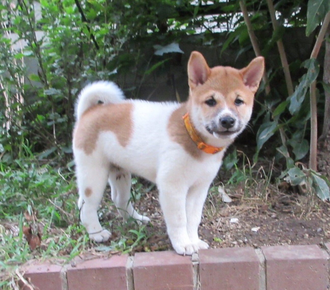 柴犬風味の3か月子犬、元」大阪府 - 犬の里親募集(523092