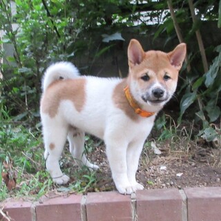 柴犬風味の3か月子犬、元気娘のマルイちゃん