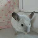 チンチラ　シルバーパイド　オス