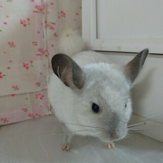 チンチラ　シルバーパイド　オス