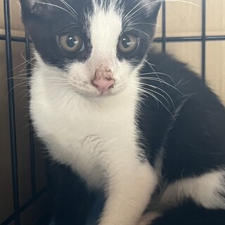 白黒の男の子　甘えん坊
