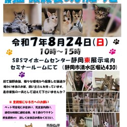 保護ニャンコの譲渡会ｂｙ静岡市清水区